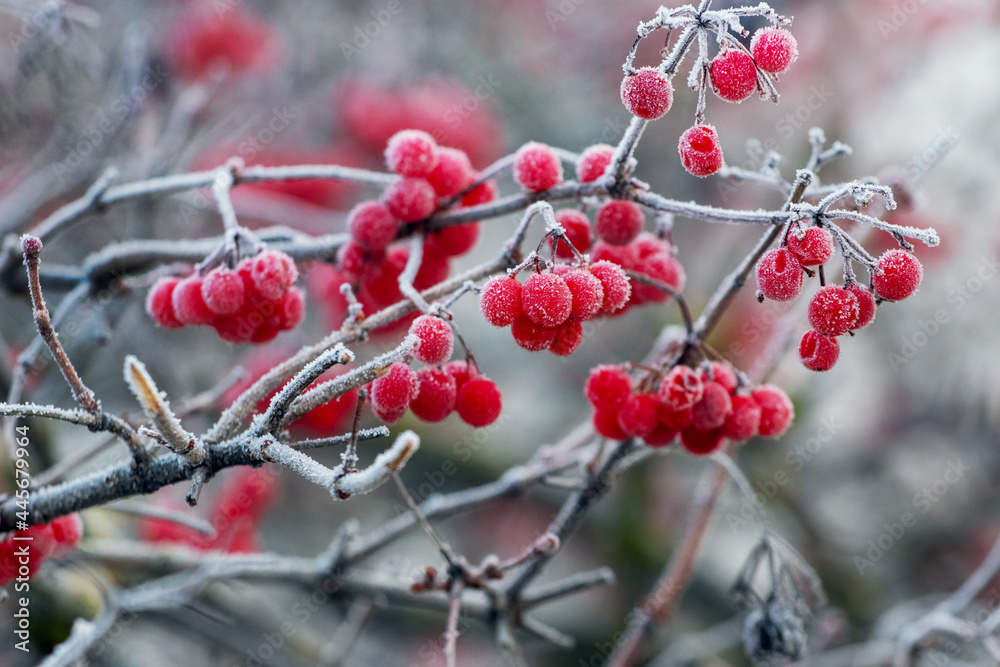 Frost-covered viburnum bush with red berries, winter view Frost-covered viburnum bush with red berries, winter view