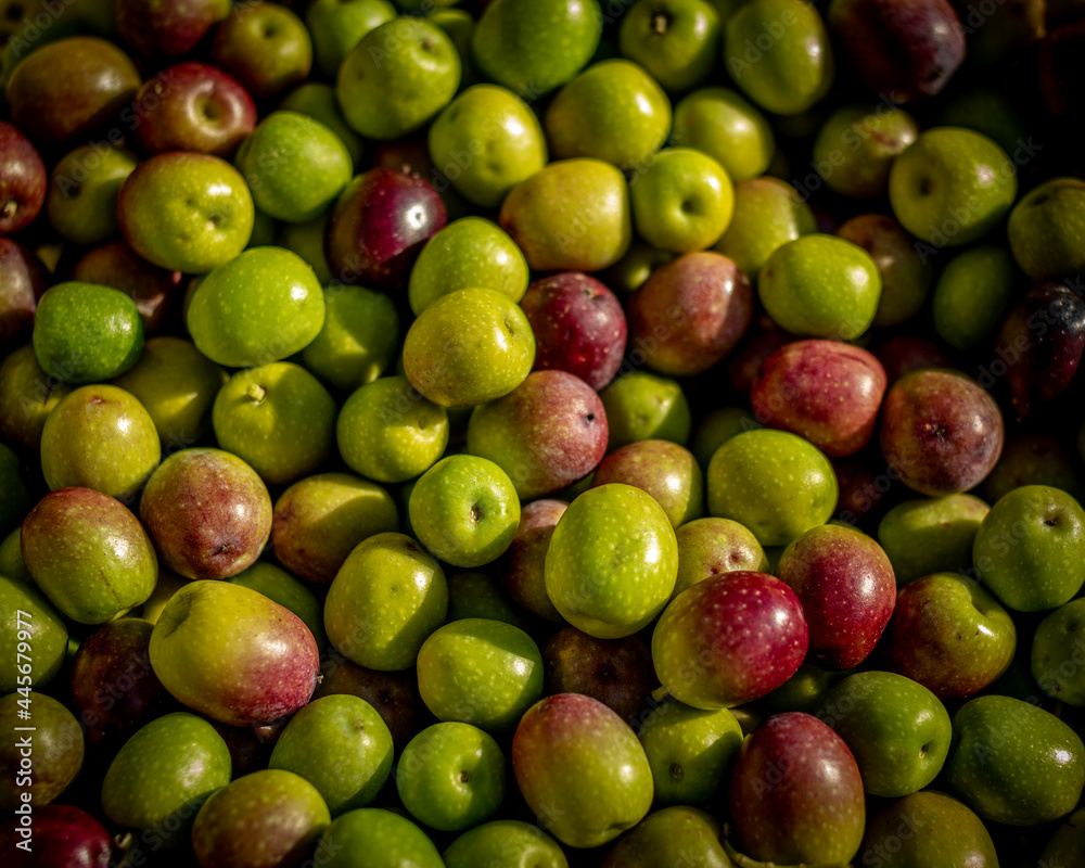 Freshly picked olives of various maturity