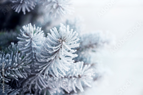  Frost-covered spruce branches close up. Christmas new year magic. Banner image