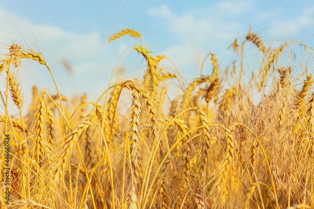 Golden ripe wheat spikelets in field, closeup Golden ripe wheat spikelets in field, closeup