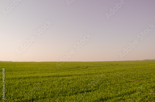 Grass Field During Sunrise  Sunset Agricultural Landscape Summer