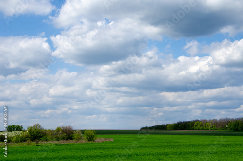 Green plant in the field and white clouds on a blue sky, spring rural view