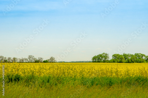 large yellow rapeseed field