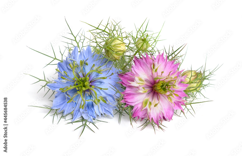 Nigella damascena, love-in-a-mist, ragged lady or devil in the bush. Isolated on white background. Nigella damascena, love-in-a-mist, ragged lady or devil in the bush. Isolated on white background.