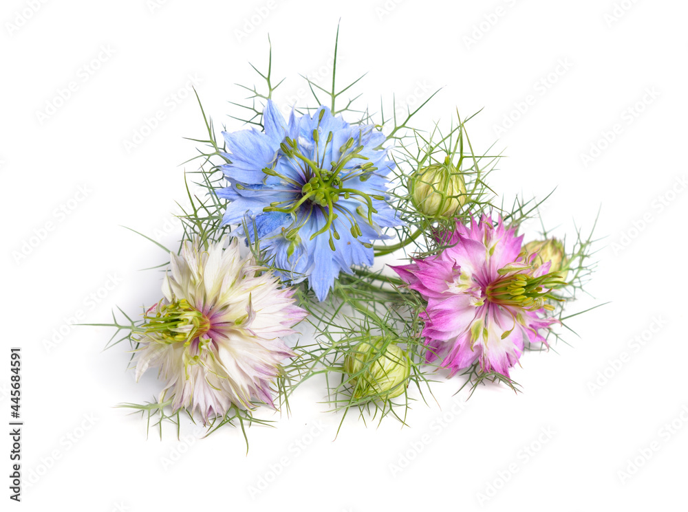 Nigella damascena, love-in-a-mist, ragged lady or devil in the bush. Isolated on white background.
