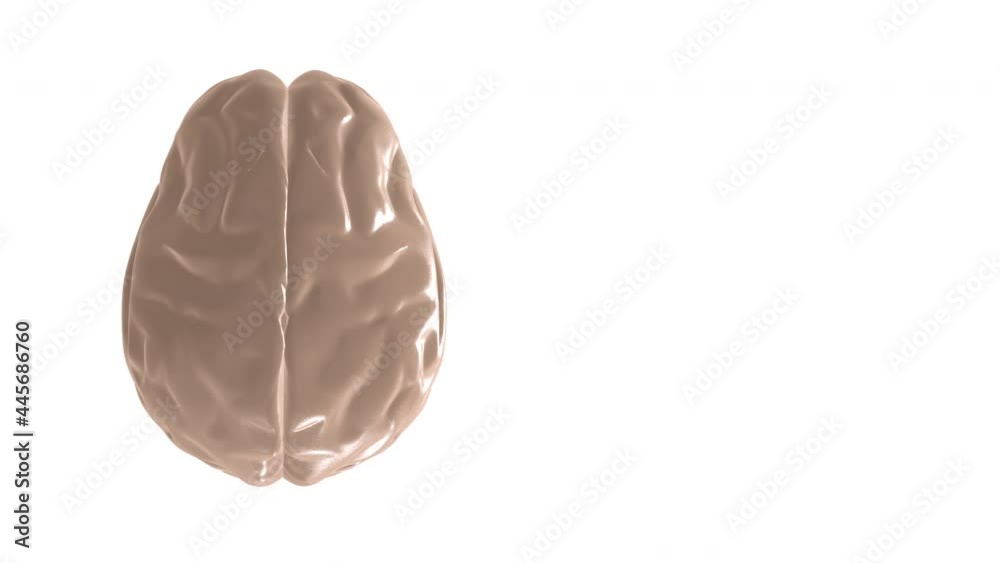4k video of digital x-ray human brain on white background.