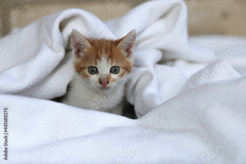 Found picked up homeless red kitten on a light background