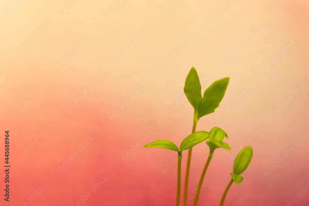 Obraz premium pinky rosy red background with young sprout, leaves, seedling in spring time or summer in garden, Closeup. Nature greenery environment ecology wallpaper, agriculture planting
