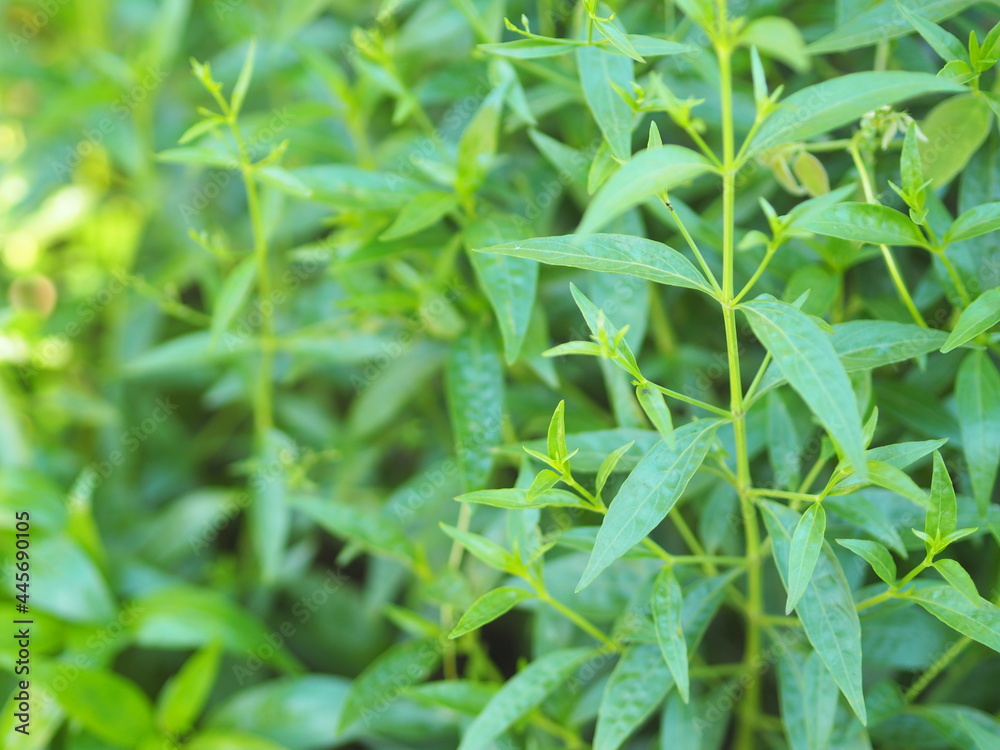 King of bitters Andrographis paniculata Burm, Wall. Ex Nees, Fah Talai jhon, Thai herbs green leaves tree plant blooming in garden vegetable nature protect coronavirus, covid-19