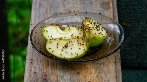 Apples left out in the open have been covered with fruit flies, attracted to their juice photo