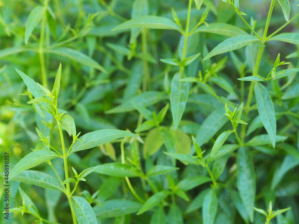 close up of green leaves