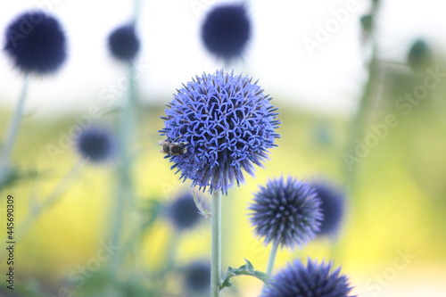 Niebieskie kwiaty przegorzana pospolitego ( (Echinops ritro) photo