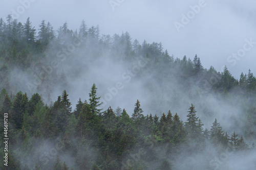 Fog and clouds in the woods of the Anzasca Valley, in the Italian Alps, near the town of Macugnaga, Italy - June 2021