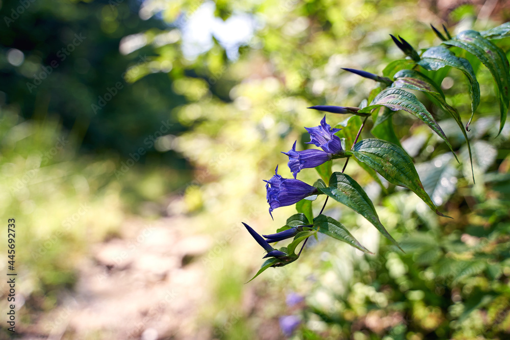 Beautiful giant bellflower with blue flowers growing on teh side of a forest road in Carpathian mountains