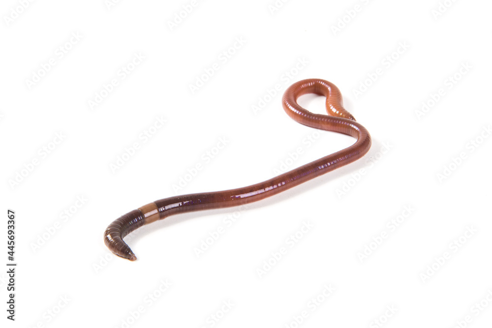 single earthworm isolated on white background