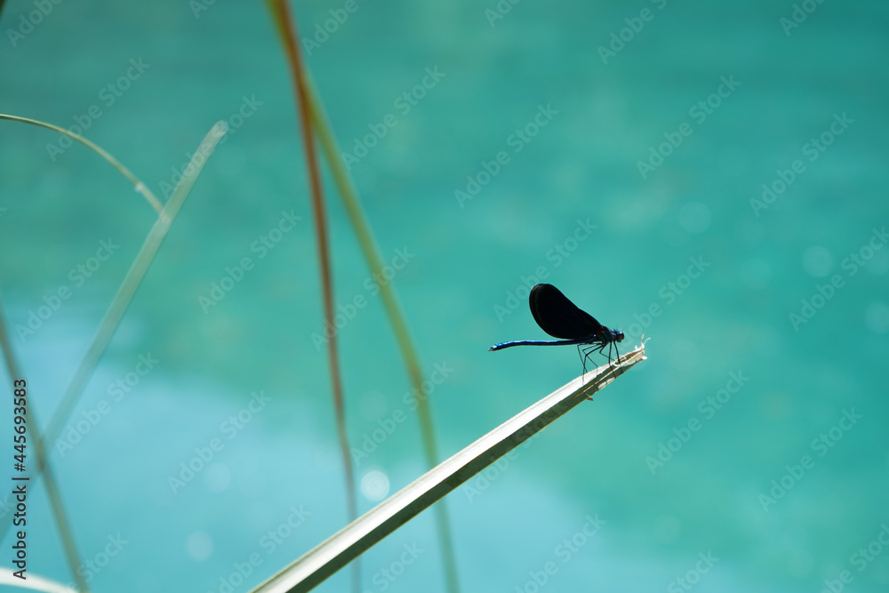 A selective focus shot of an Odonata insect on a green leaf with turquoise water background