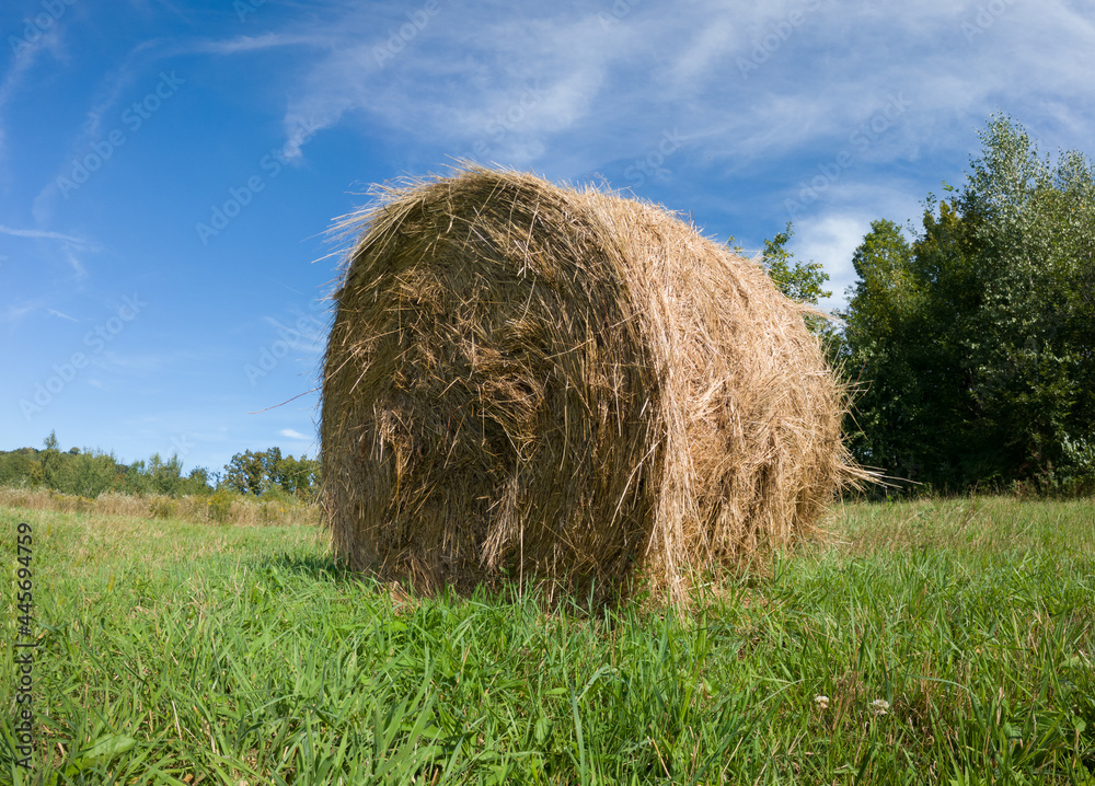 Single hay roll bale in field against forest during sunny summer day, cattle fodder over winter time