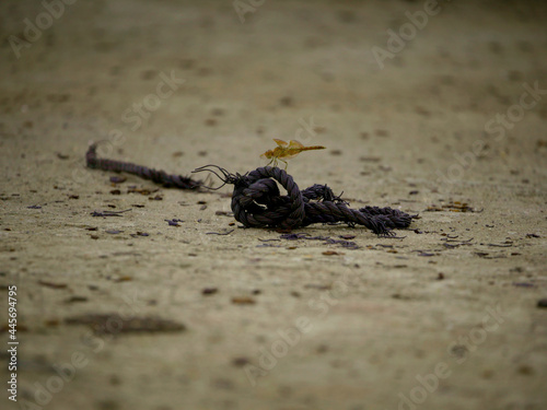 Dragonfly in brown color creature sitting upon black rope isolated at concrete surface photo