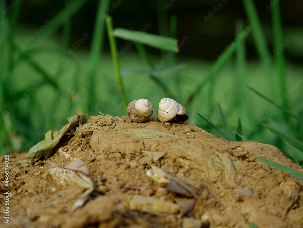 Double sea shell presenting together at nature green background, wildlife concept image