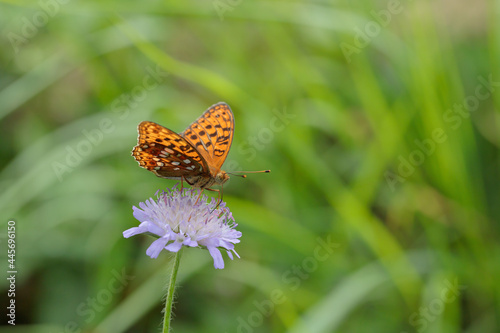 High brown fritillary (Fabriciana adippe) on a scabious. photo