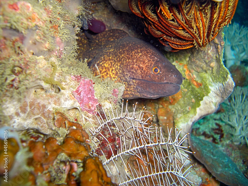 Yellow Edged Moray Gymnothorax flavimarginatus under water in the filipino sea 2.2.2018 photo