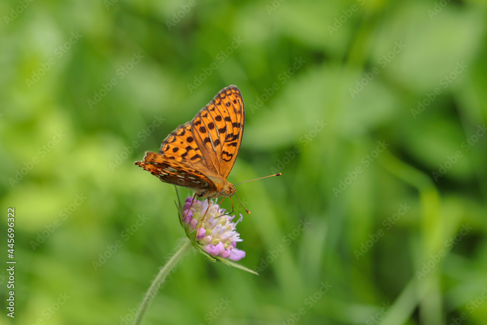 High brown fritillary (Fabriciana adippe) on a scabious. High brown fritillary (Fabriciana adippe) on a scabious.