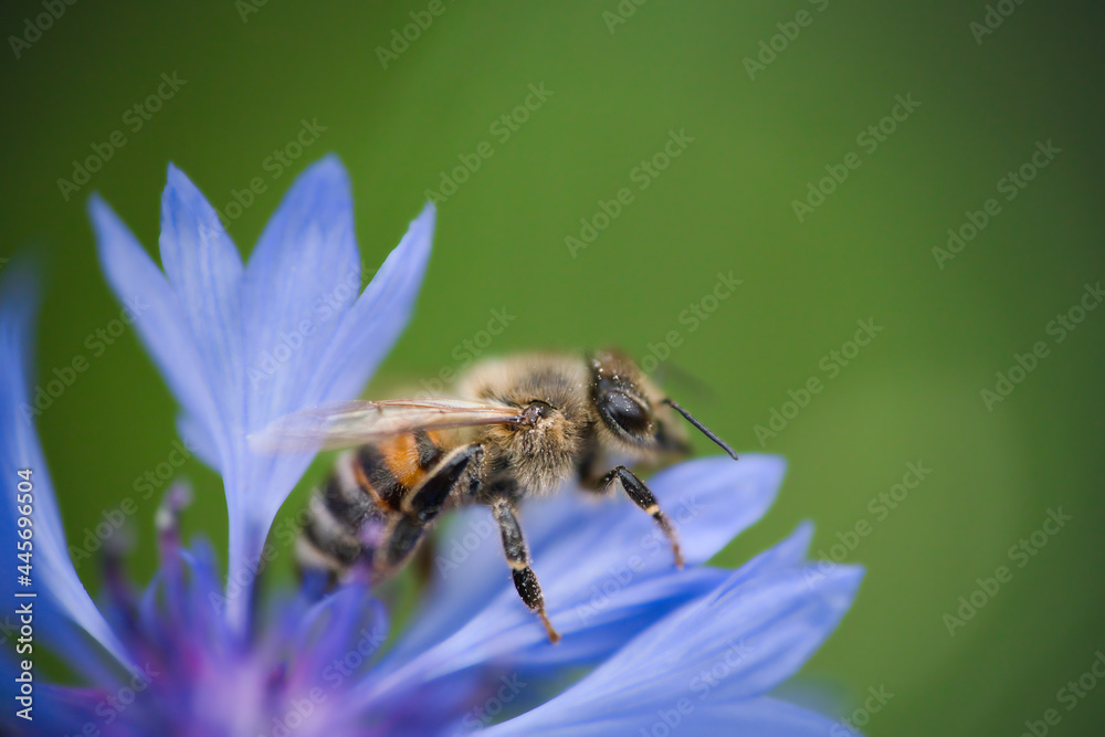 a western honeybee, Apis mellifera, in close-up, collects pollen from a beautiful cornflower a western honeybee, Apis mellifera, in close-up, collects pollen from a beautiful cornflower