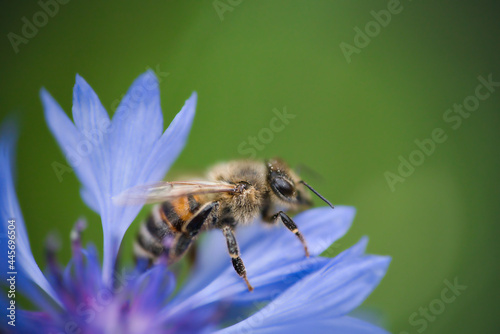 a western honeybee, Apis mellifera, in close-up, collects pollen from a beautiful cornflower © AdobeTim82