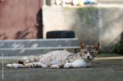 Fototapeta Naklejka Na Ścianę i Meble -  The yard cat lies on the street. Stray cat. Abandoned pet. Street cat.