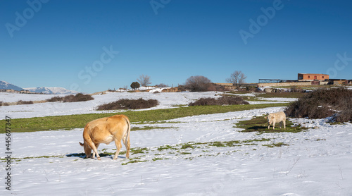 Cow and calf grazing in a snowy landscape in the municipality of Colmenar Viejo, Spain, after the storm Filomena © ihervas