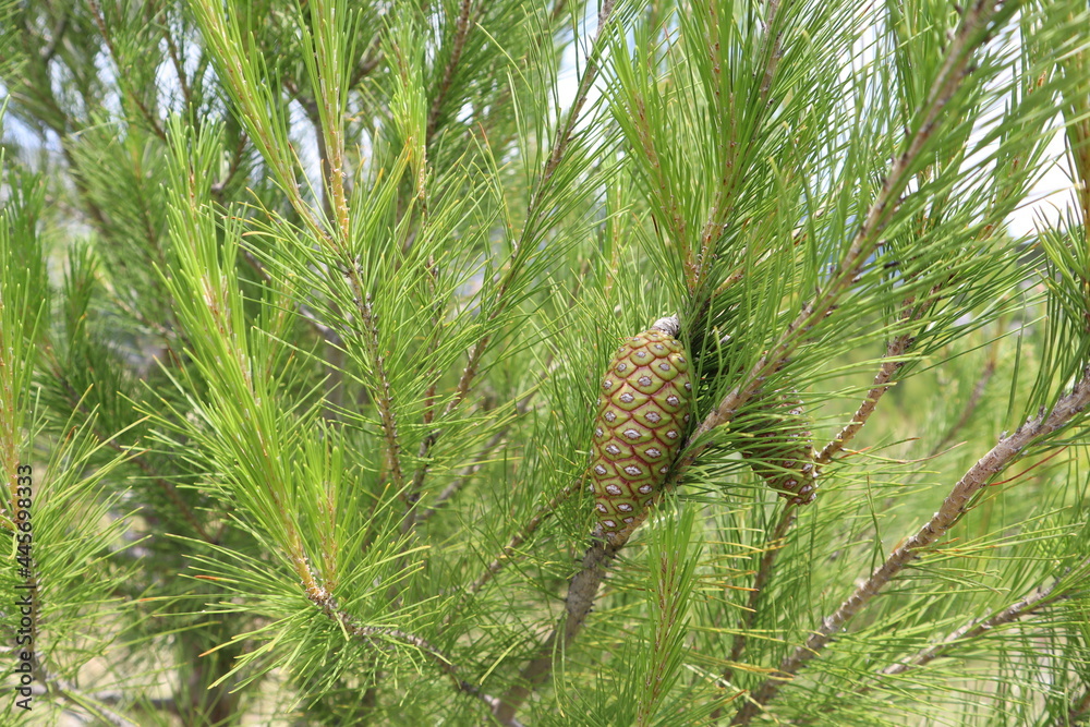 Obraz premium Рine cones on the tree. Pine tree with bright green needles and young cones on a sunny summer day