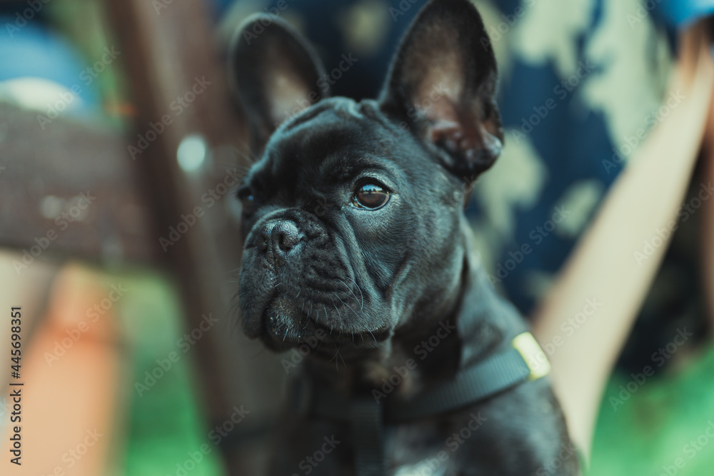 A small and beautiful French Bulldog, 3 months old, sits on the background of a bench