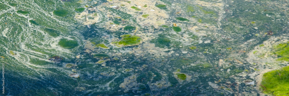 Algen auf einer Wasserfläche, Nordrhein-Westfalen, Deutschland, Europa Algen auf einer Wasserfläche, Nordrhein-Westfalen, Deutschland, Europa