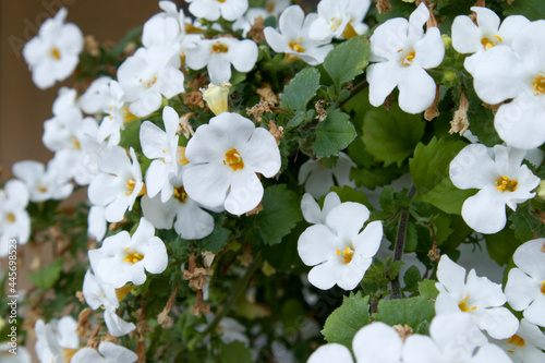 Beautiful Sutera blooms white flowers in the garden in summer day photo