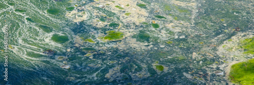 Algen auf einer Wasserfläche, Nordrhein-Westfalen, Deutschland, Europa