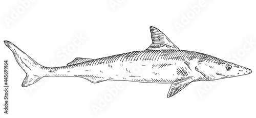 Whole fresh dogfish shark on white. Vintage engraving monochrome black illustration.