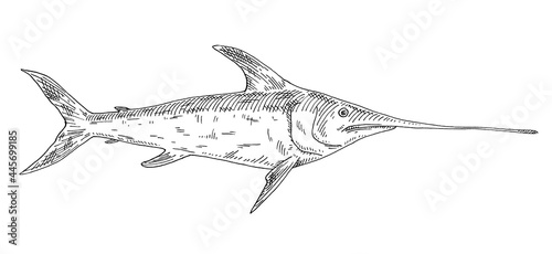 Whole fresh fish swordfish on white. Vintage engraving monochrome black illustration.