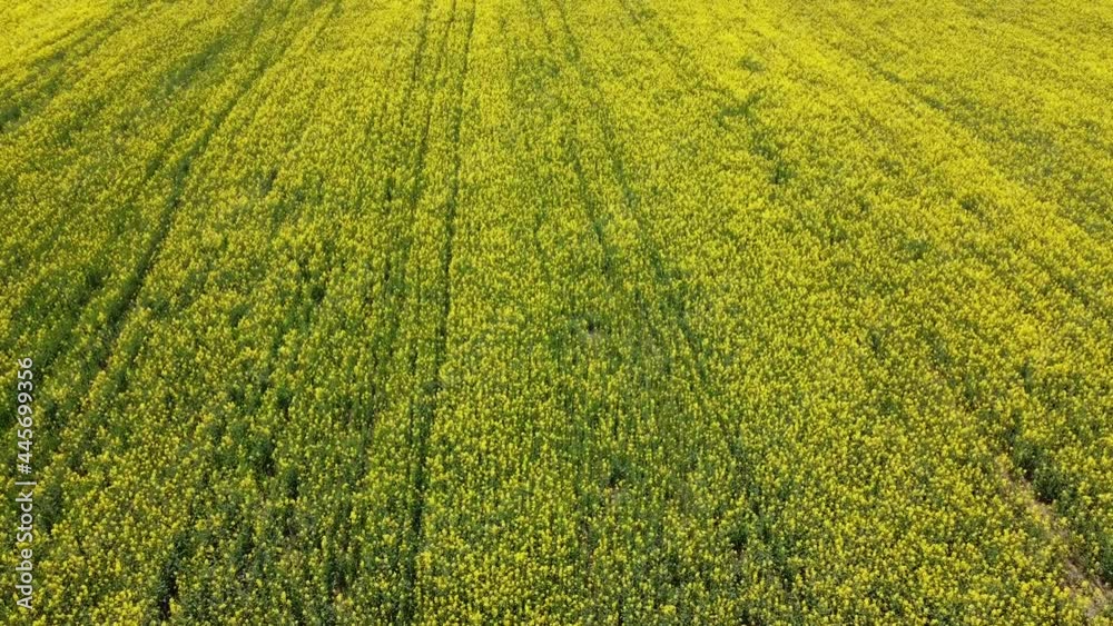 Yellow rapeseed field, top view. Flowering rapeseed plant, full frame.
Yellow rapeseed field, top view. Flowering rapeseed plant, full frame.