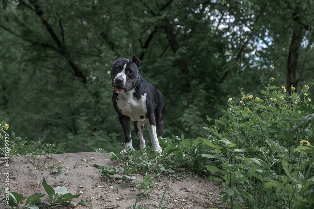 A beautiful black and white dog stands next to the bushes in the forest. American Staffordshire Terrier. Green nature. A beautiful black and white dog stands next to the bushes in the forest. American Staffordshire Terrier. Green nature.