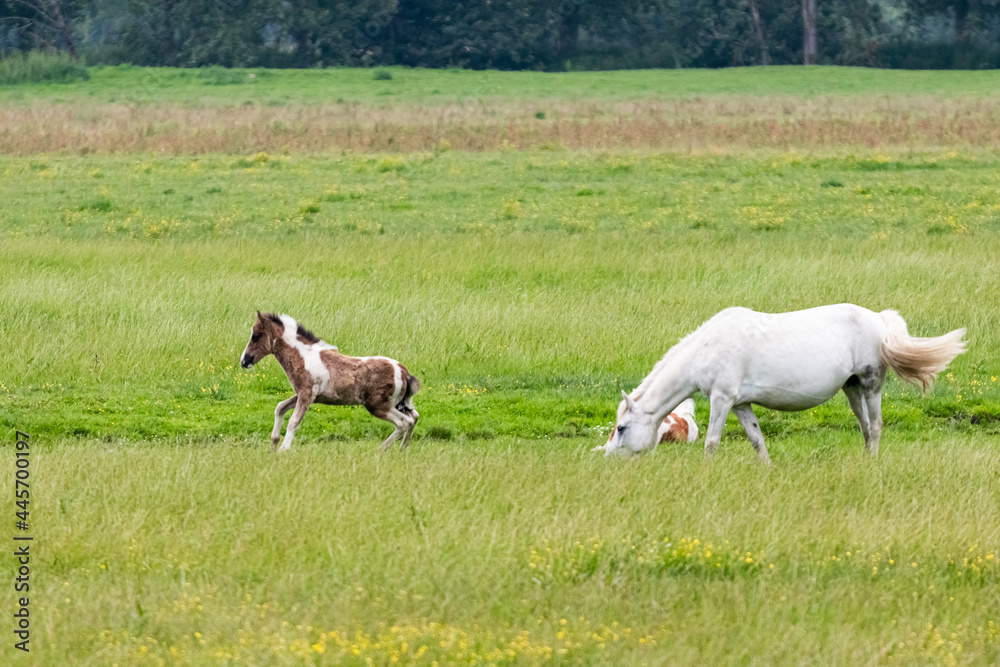 horse in the marshes of Sougeal, in Brittany