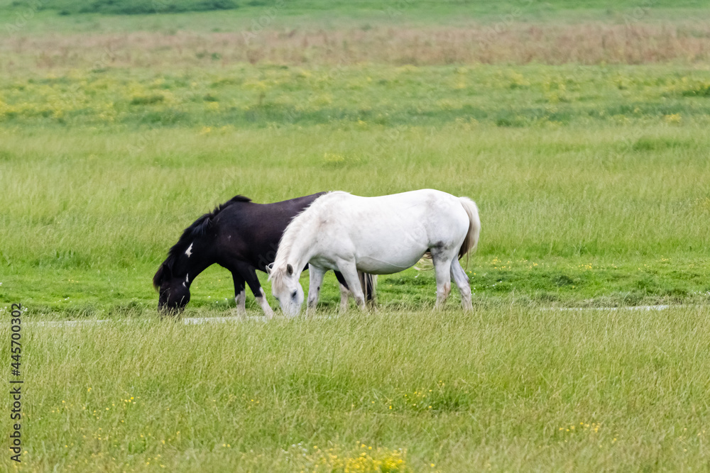 horse in the marshes of Sougeal, in Brittany