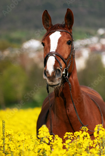 Warmblutstute im Rapsfeld