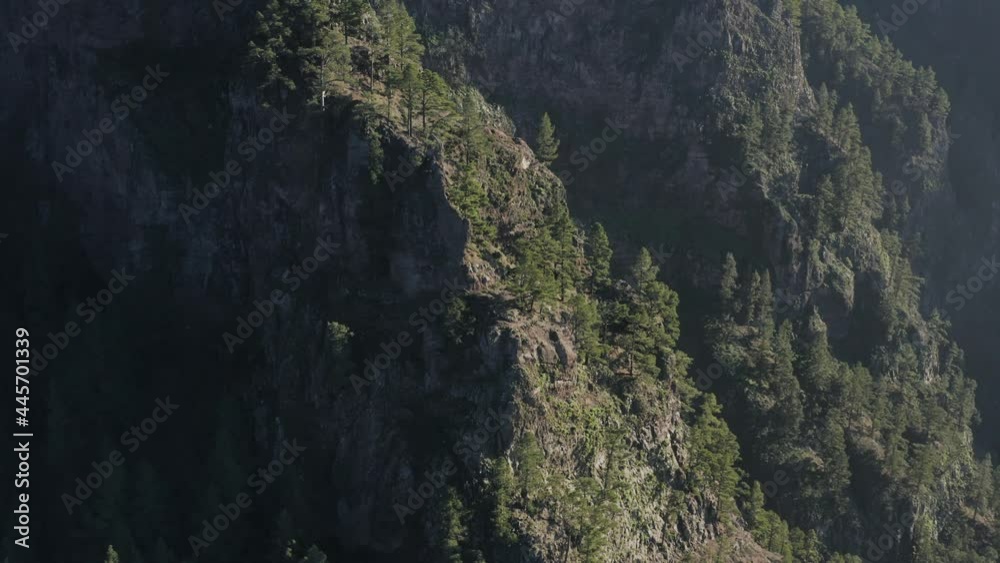 Aerial view of beautiful volcanic nature landscape in Caldera de Taburiente national park in La Palma island. Close up shot of pine trees growing on steep and rocky mountain cliffs.
