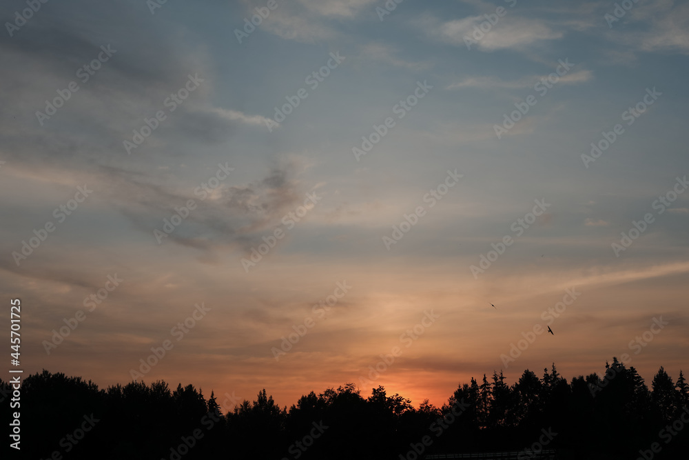 scenic sunset sky with silhouettes of flying birds