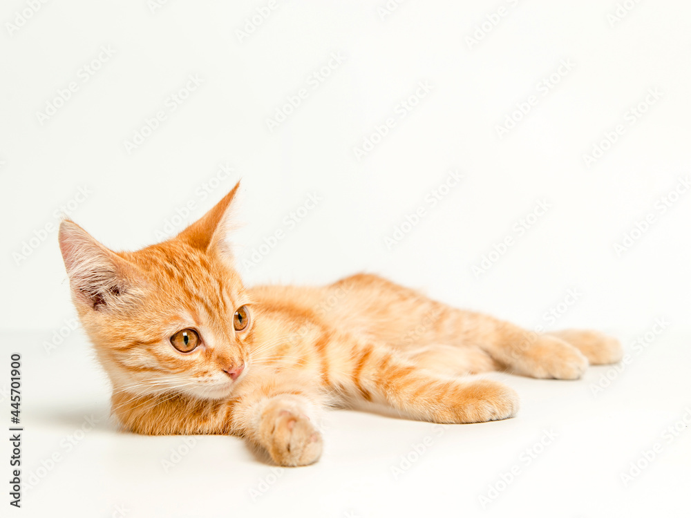 Cute red kitten on a white background. Playful and funny pet. Copy space.