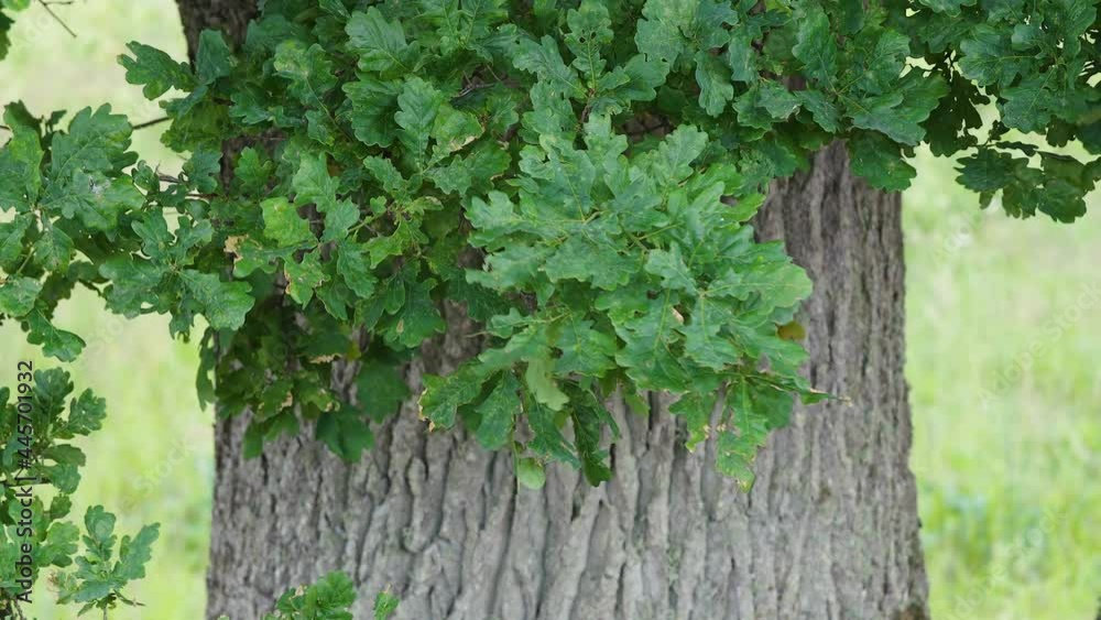 Oak tree trunk with green leaves close up view. A symbol of health strength and longevity . Oak tree trunk with green leaves close up view. A symbol of health strength and longevity .