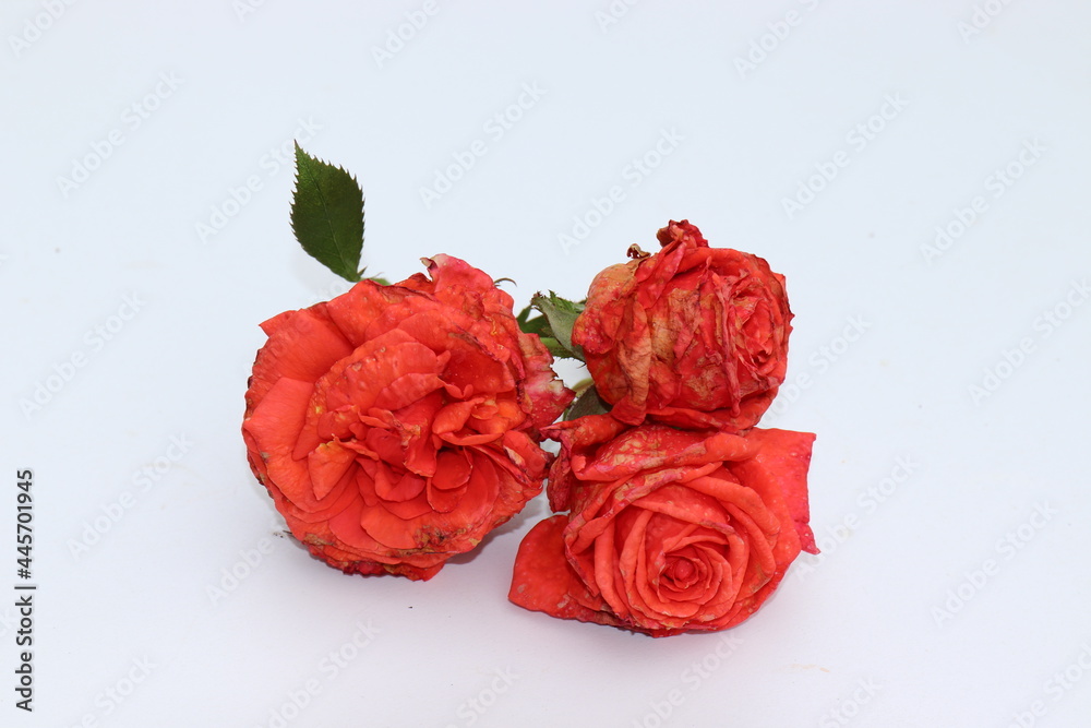 Fototapeta premium Rosen leiden im Dauerregen.