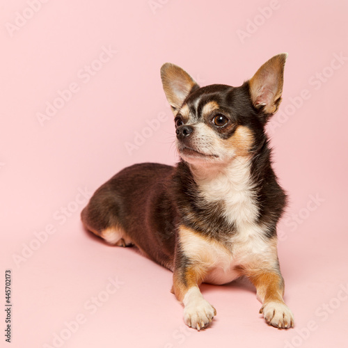 A small Chihuahua dog on a pink background. Looks away, a blank to advertise a veterinary store. Copy space.