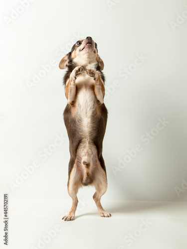 A small Chihuahua dog on a white background. Looks away, a blank to advertise a veterinary store. Copy space.