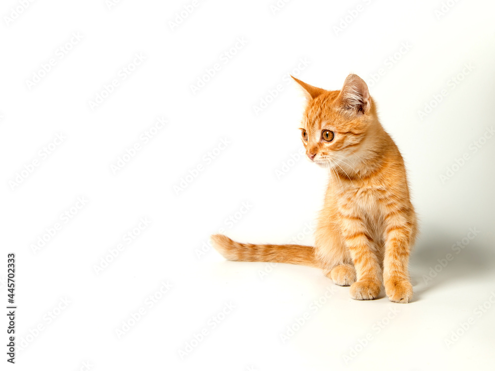 Cute red kitten on a white background. Playful and funny pet. Copy space. Cute red kitten on a white background. Playful and funny pet. Copy space.